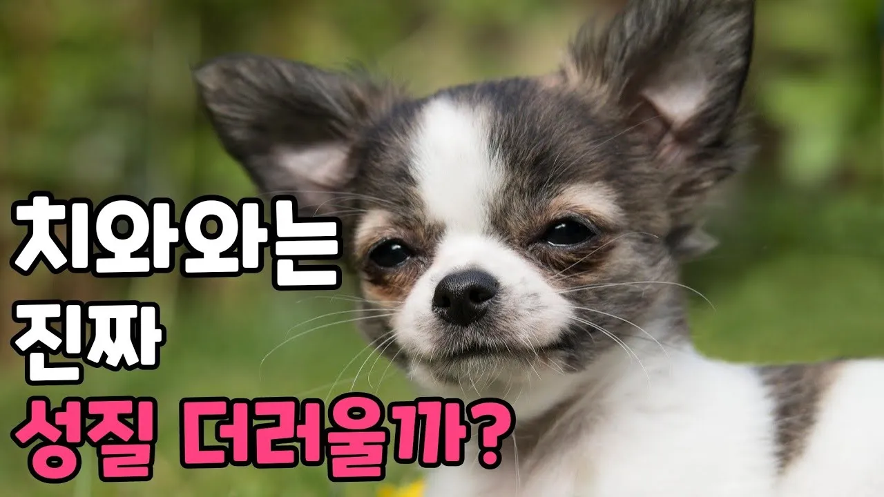 치와와 분양 종류 장모 단모 치와와 성격 수명_7