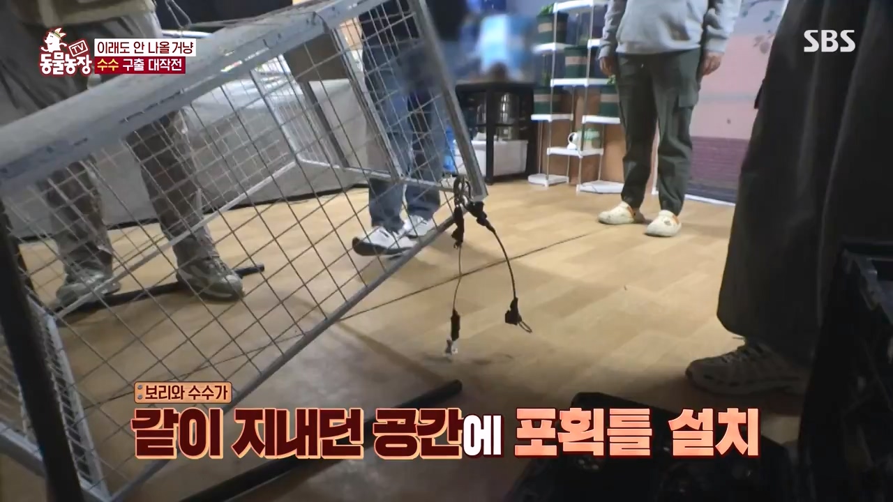 TV 동물농장.E1173.240527p-NEXT.mp4_20240526_155718.375.jpg