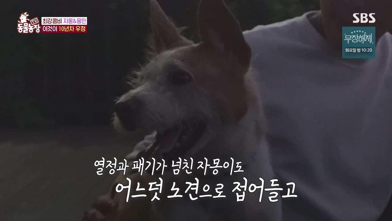 TV 동물농장.E1135.230828p-NEXT.mp4_20230827_180810.531.jpg