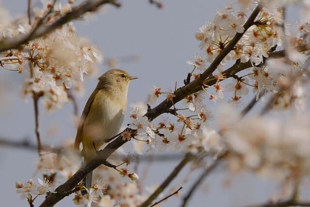 꽃말 모음