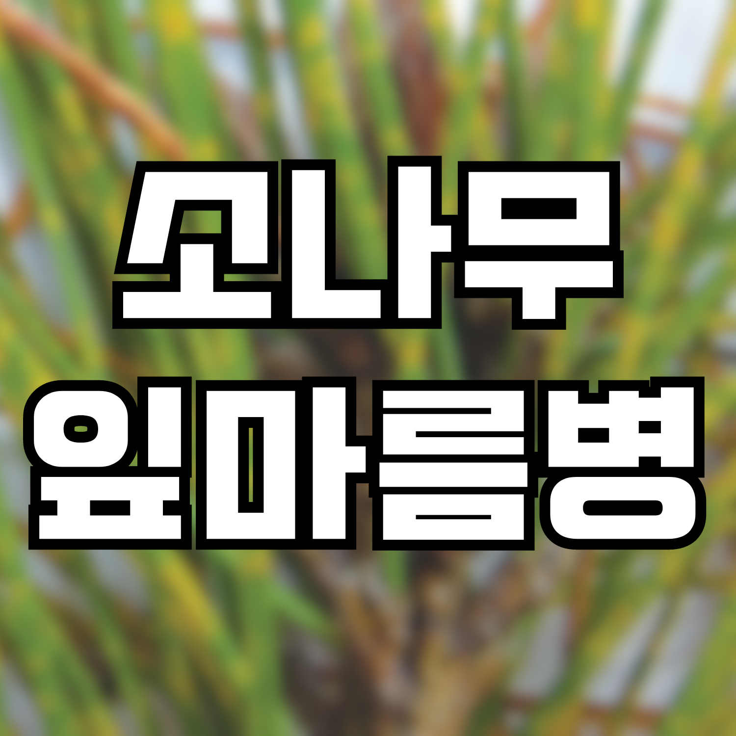  소나무 잎마름병(써코스포라엽고병)