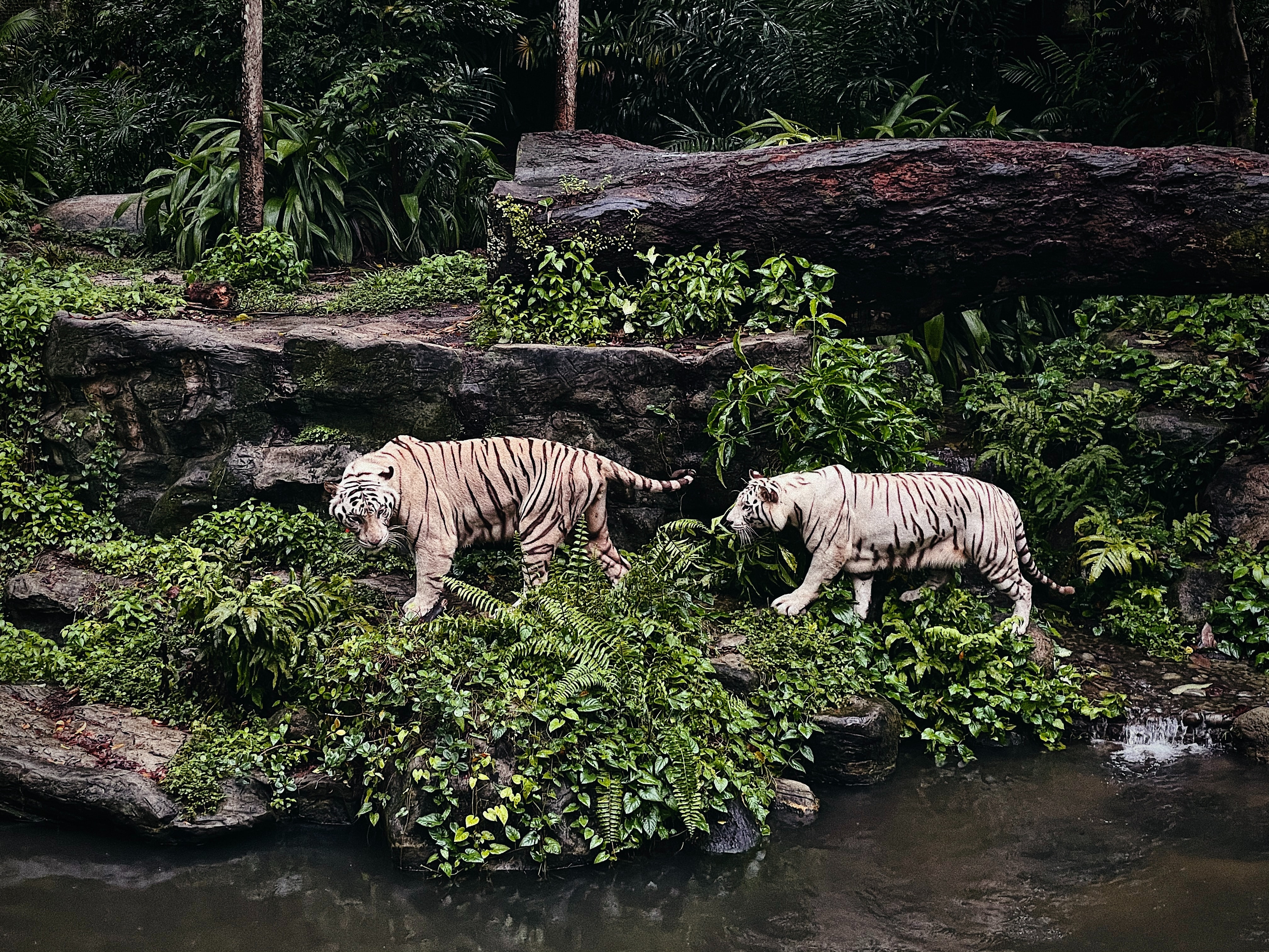 싱가포르 동물원에 있는 호랑이 두 마리가 각자 거니는 모습