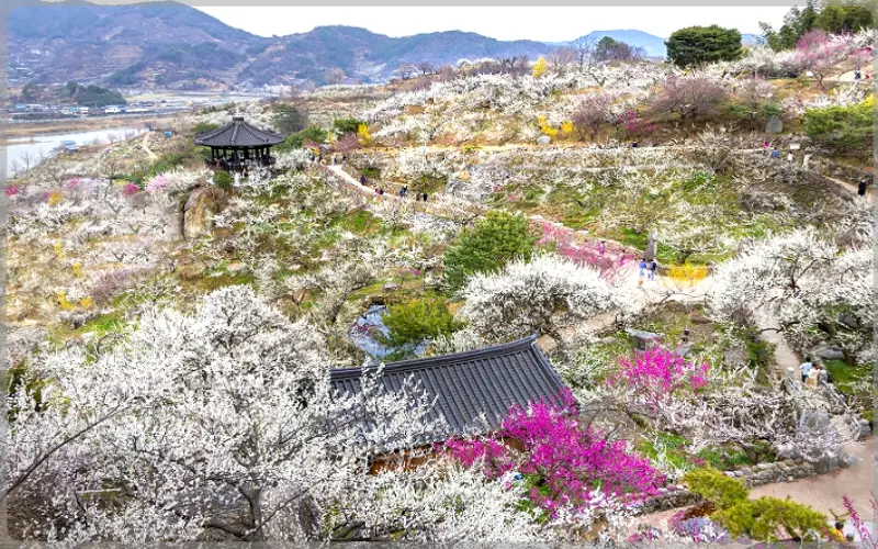 광양 매화마을 개화상황_1
