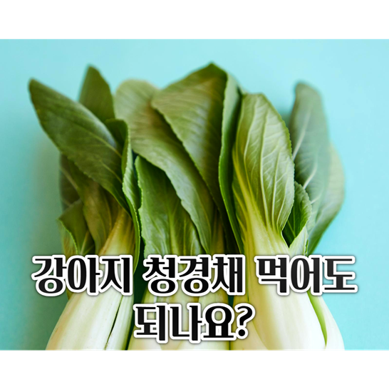 청경채-&quot;강아지-청경채-먹어도-되나요?&quot;-라고-적혀있다.