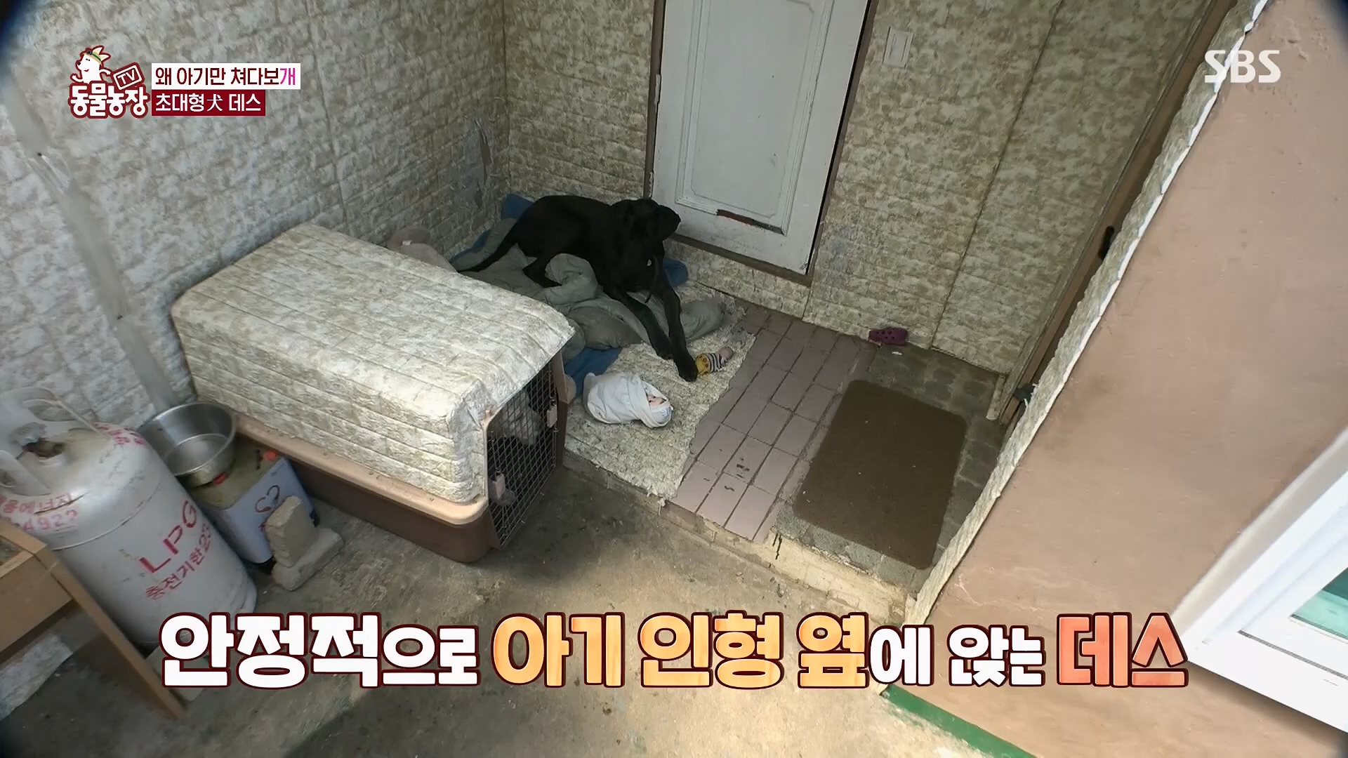 TV 동물농장.E1120.230514p.H264-F1RST.mp4_20230515_203542.528.jpg