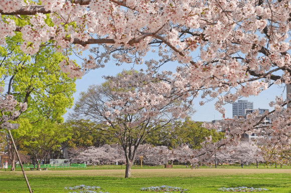 오호리공원 벚꽃