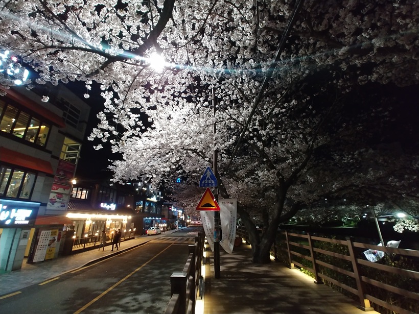  부산 가볼만한곳: 온천천 시민공원 벚꽃 구경