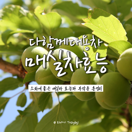  매실(매실액기스) 효능과 부작용 총정리 (feat. 매실청 담그는 방법)