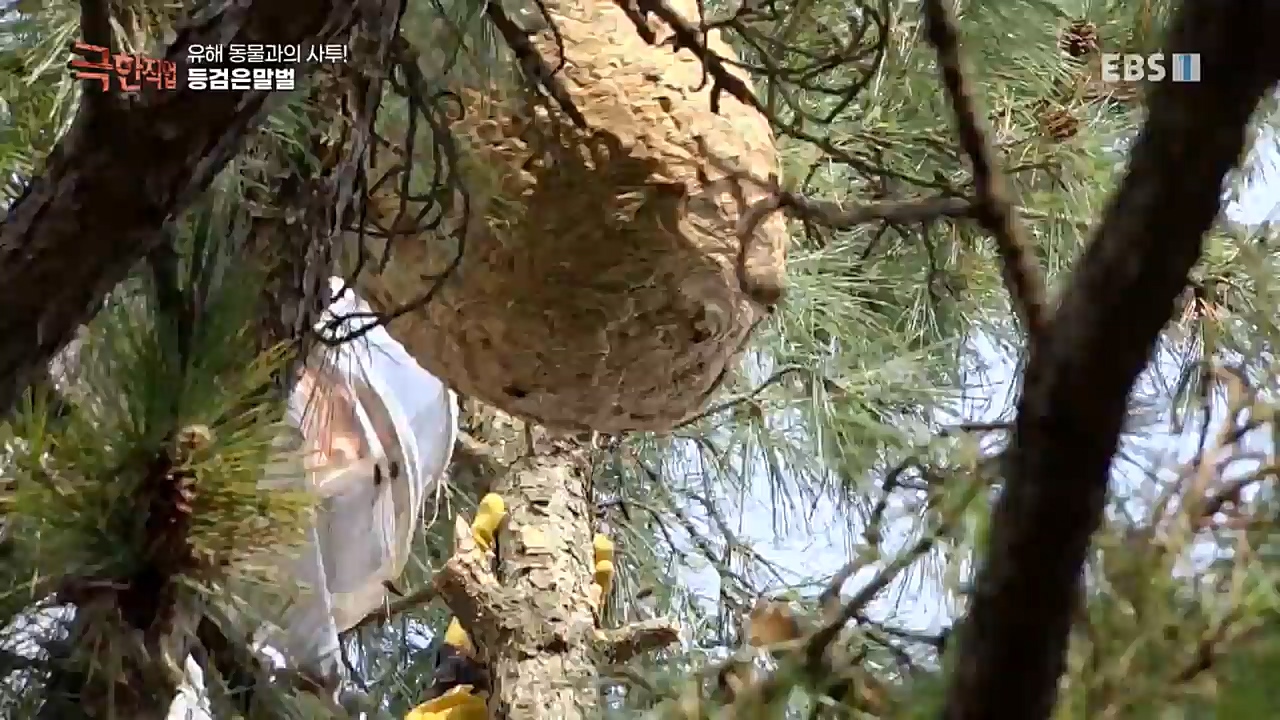 TV - 교육의 중심 EBS유해 동물과의 사투! 등검은말벌, 야생 멧돼지 퇴치.mp4_20221129_195004.538.jpg