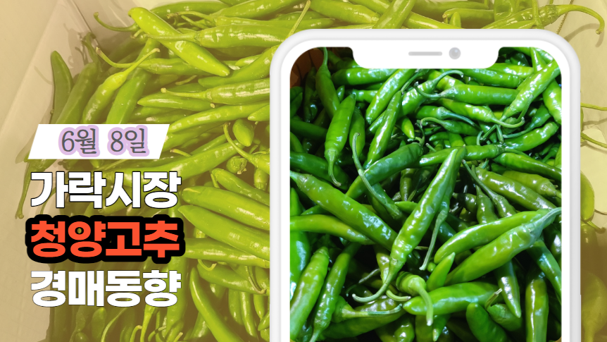  [경매사 일일보고] 6월 8일자 가락시장 청양 경매동향을 살펴보겠습니다!