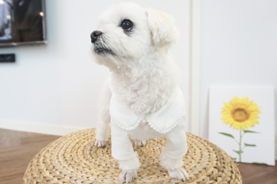 옷 쇼핑몰 강아지옷 쇼핑몰예쁜 41