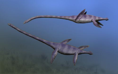 Restoration showing two individuals swimming with straight necks