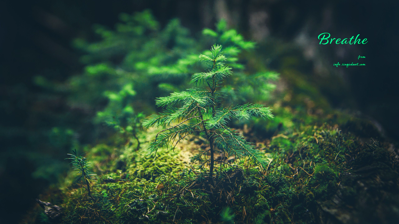 06 숲 속 작은 나무 C - Breathe 초록색배경화면