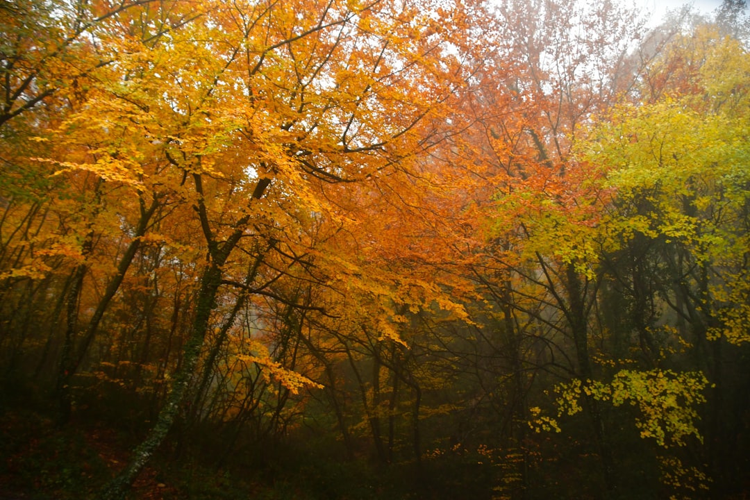 Autumn.