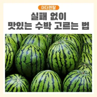 맛있는 수박 고르는법 5가지 feat 좋은 수박 암수 구별법_25