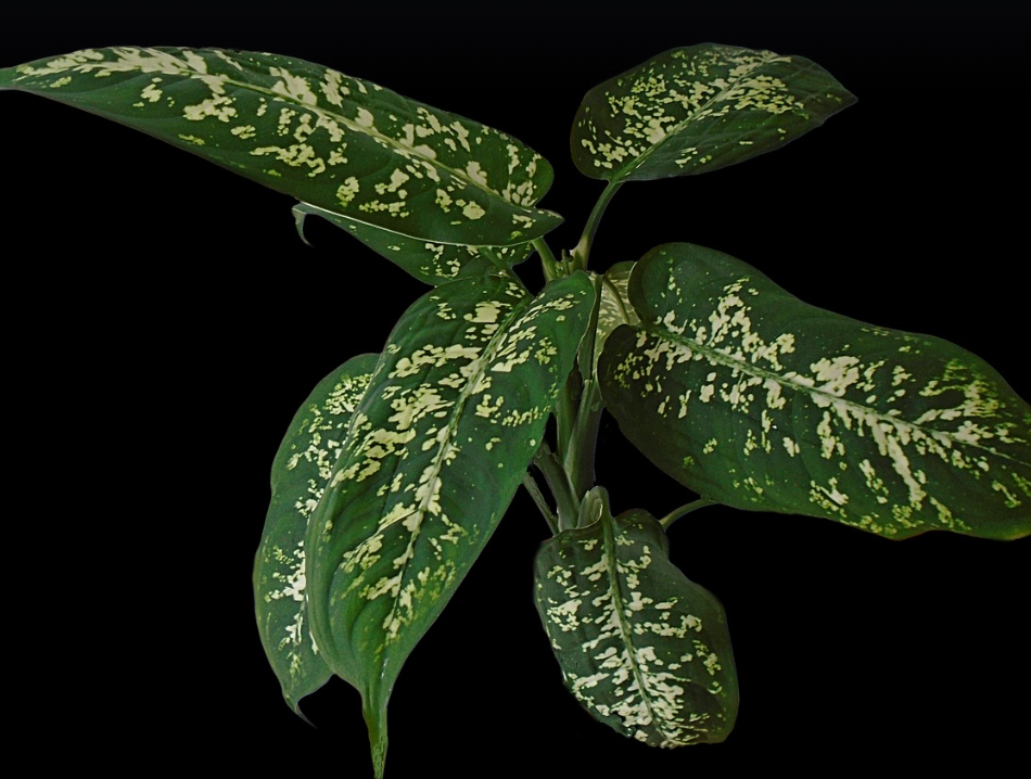 dieffenbachia