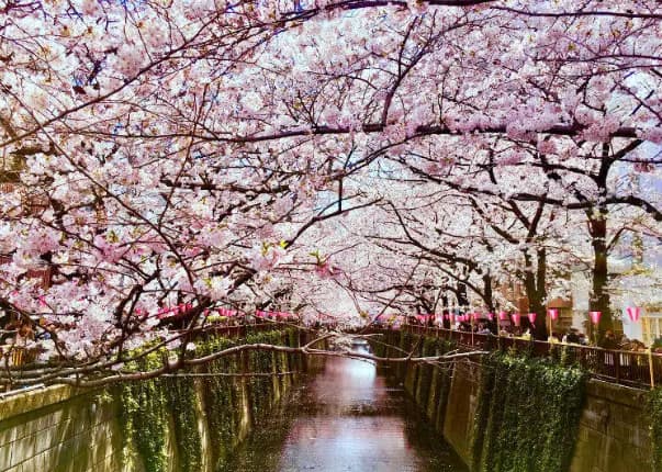 메구로강-벚꽃