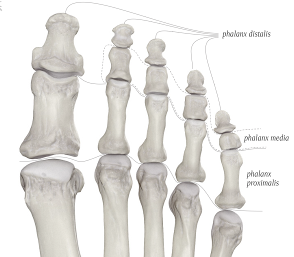 발가락의 해부학적 구조