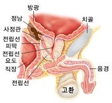  전립성 비대증 증상 및 치료 방법 전립성 비대증에 좋은 음식 입니다.