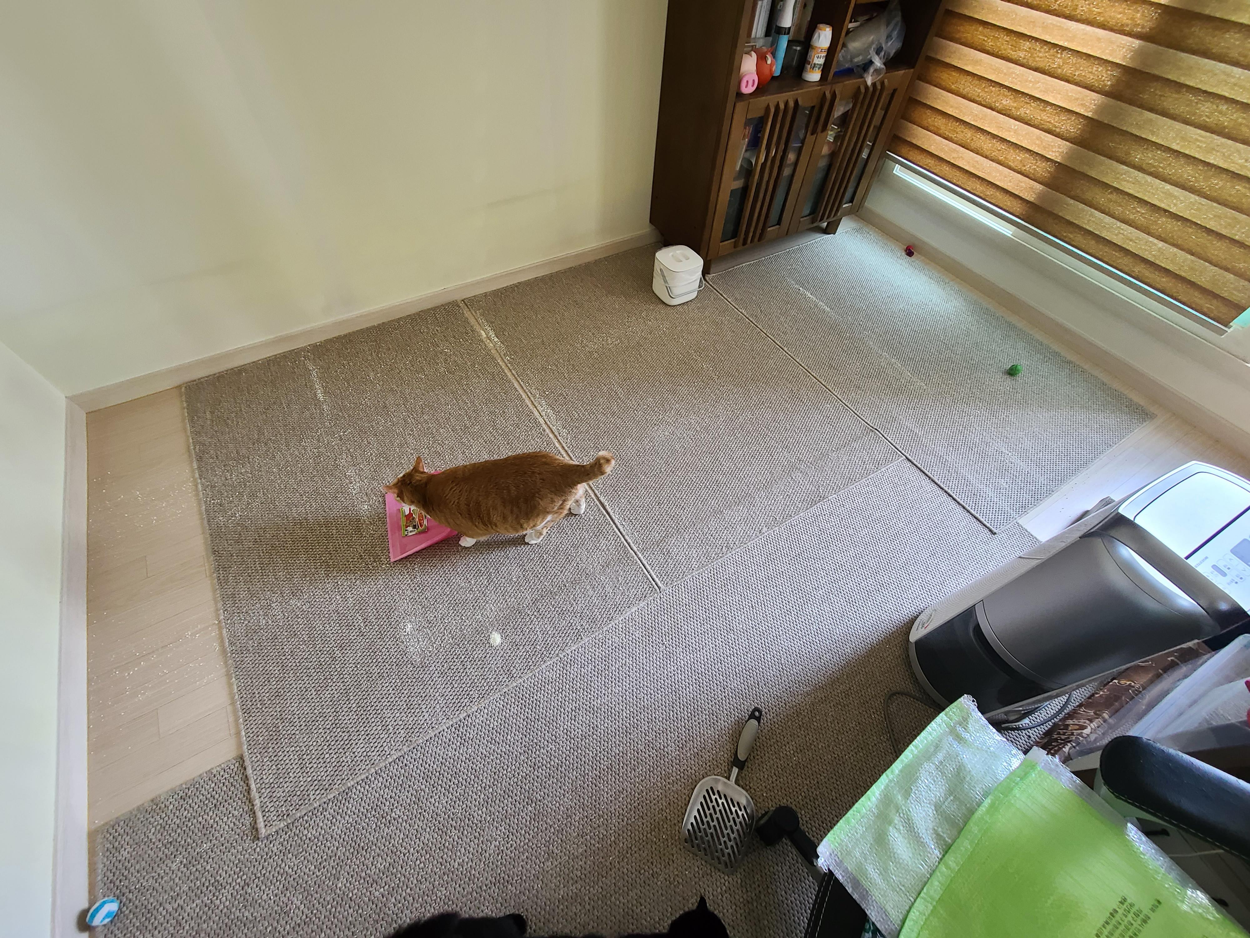 때가 되었다! 고양이 화장실 모래 전체갈이! (feat.바우젠)