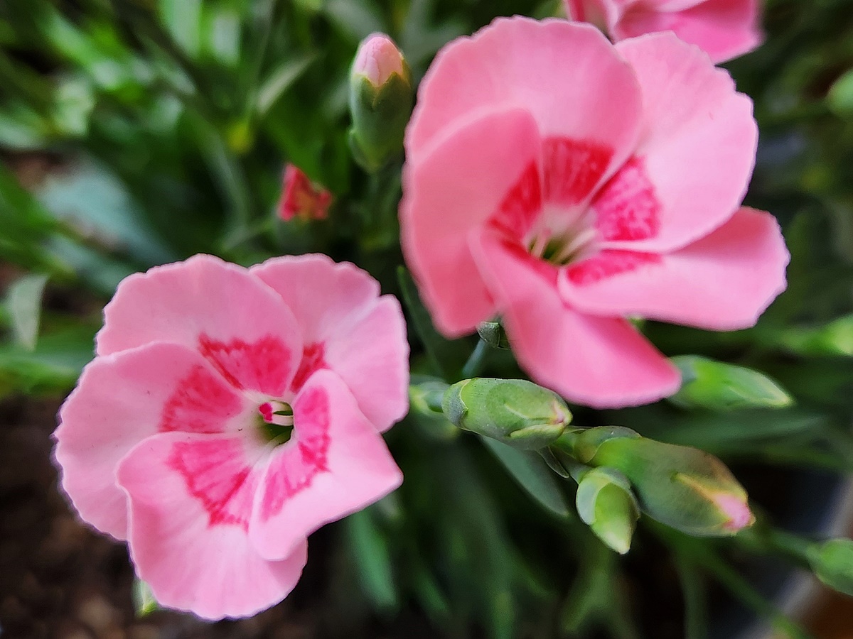 카네이션 Carnation