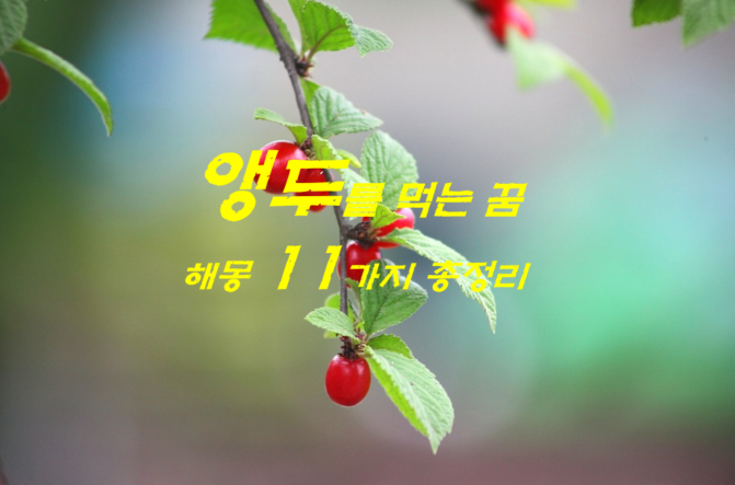  앵두꿈 해몽 11가지 총정리