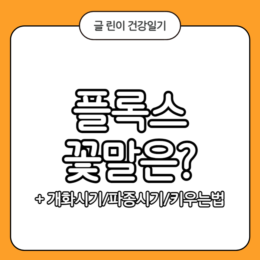 플록스 꽃말