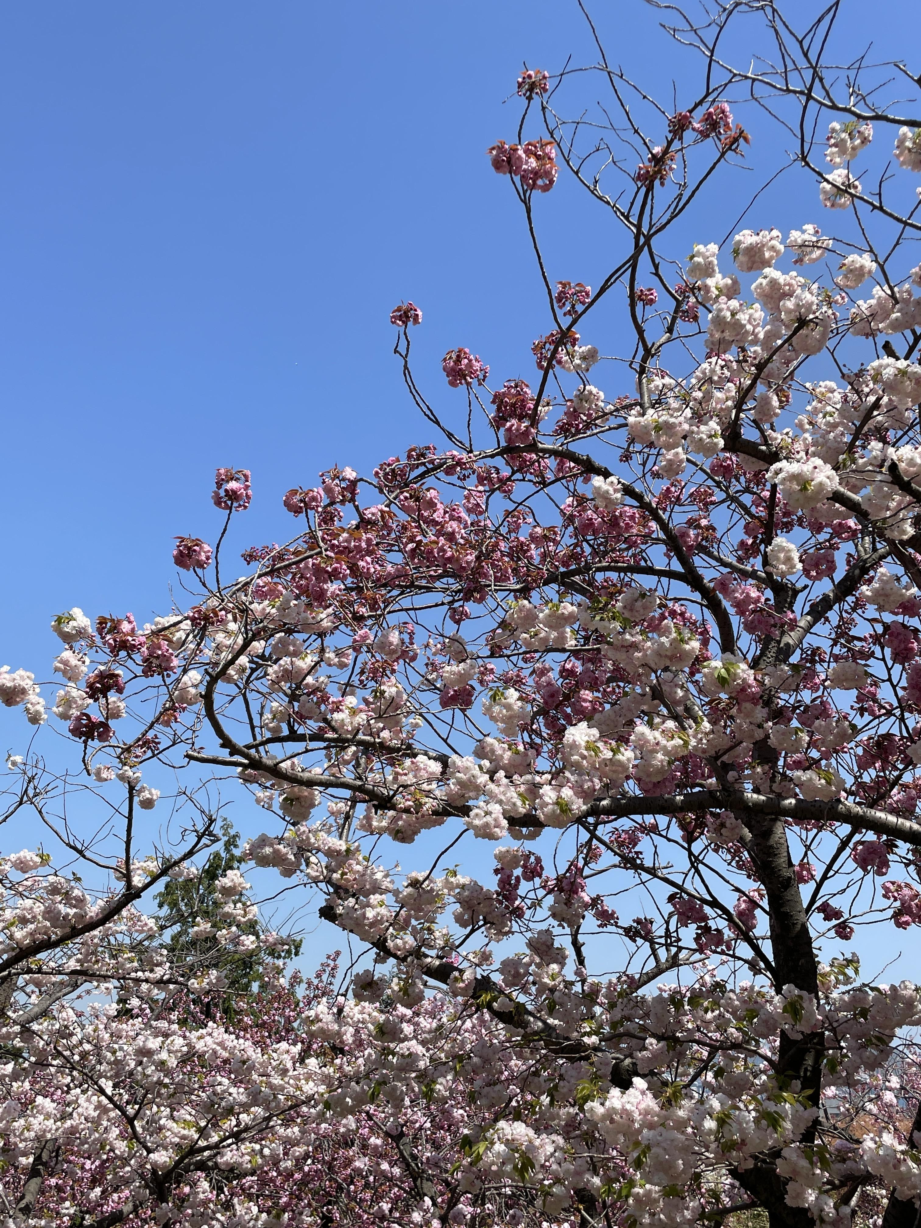 연분홍 겹벚꽃 & 진한 분홍 겹벚꽃