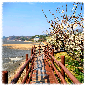 와온해변