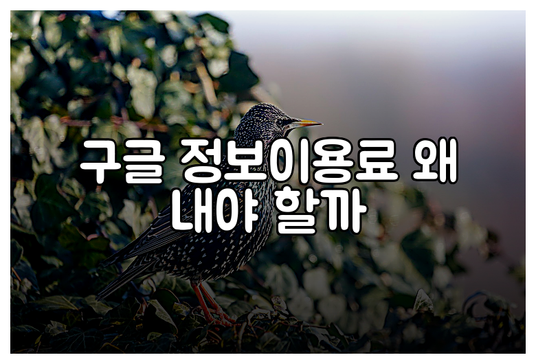 구글 정보이용료 왜 내야 할까