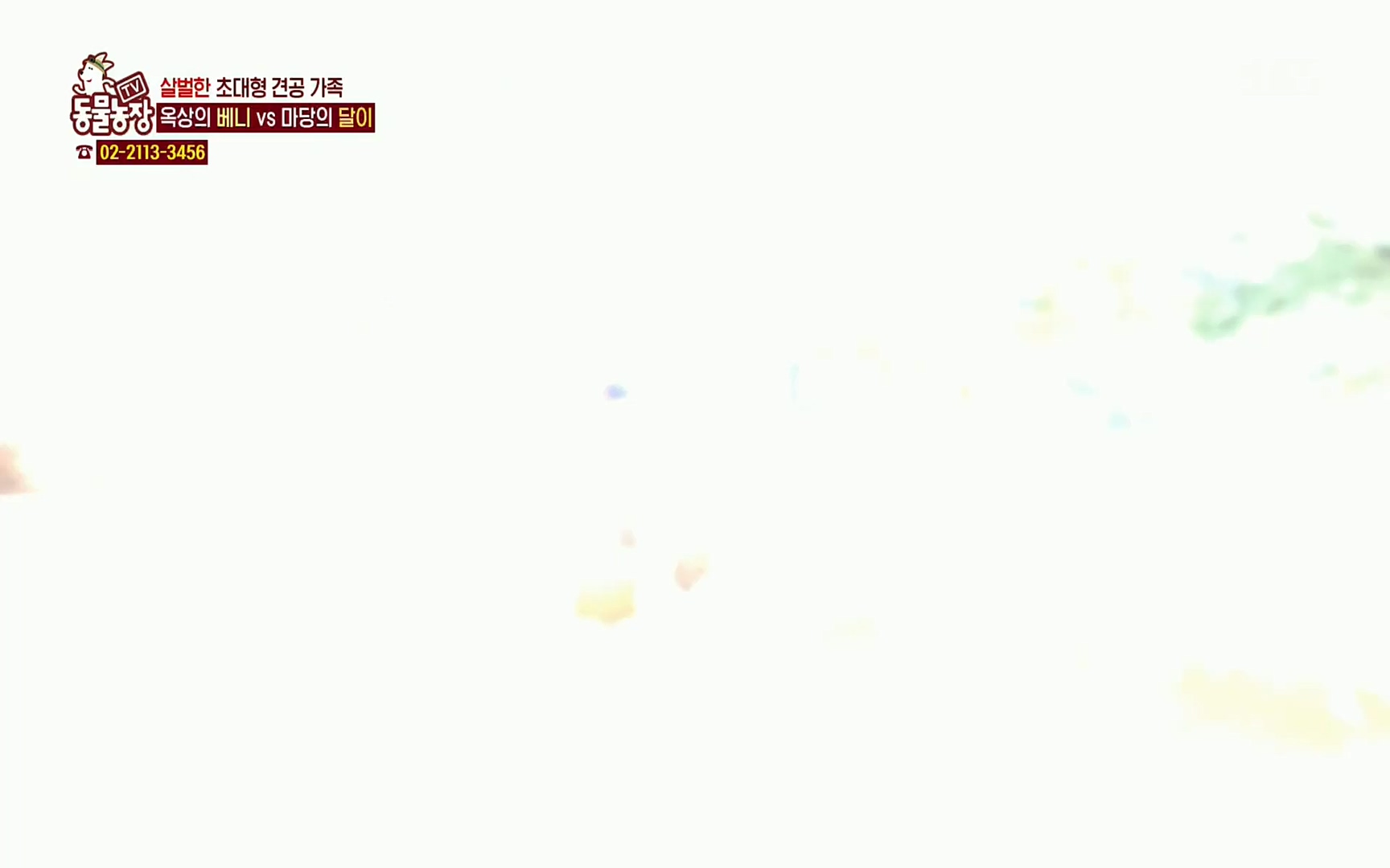TV 동물농장.E1064.220410p.H264-F1RST.mp4_20220410_184940.102.jpg