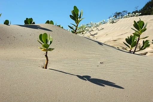  토가 많은 사주 개운법 및 특징 직업 음식 총정리