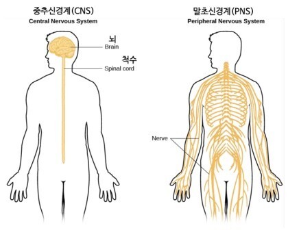 중추신경계&#44; 말초신경계