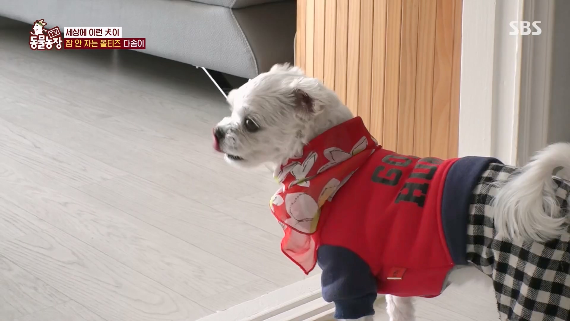 TV 동물농장.E1159.240218p.H264-F1RST.mp4_20240218_165959.304.jpg