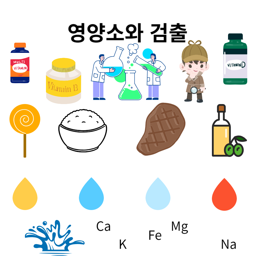  중2 과학-동물과 에너지-영양소와 검출