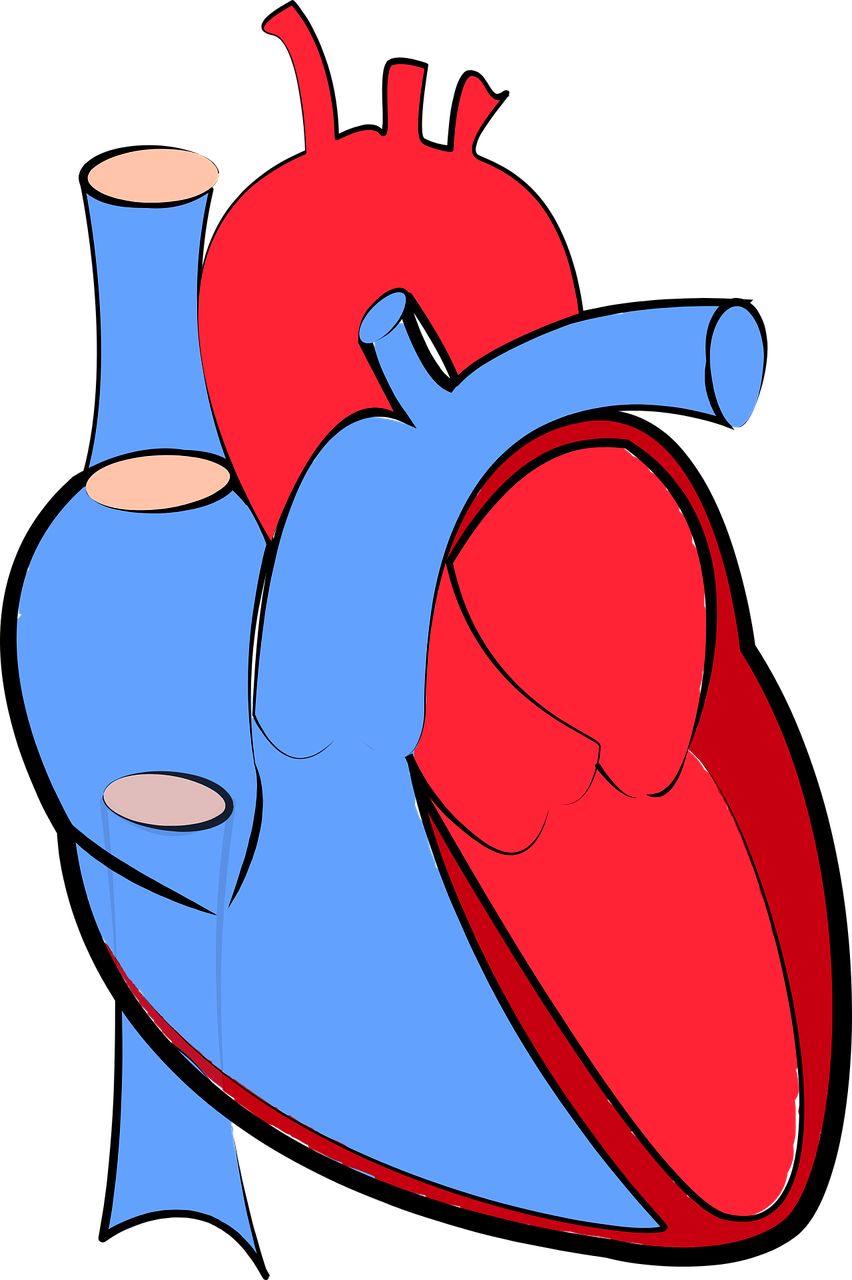 오른쪽 가슴 통증 원인 심장 문제
