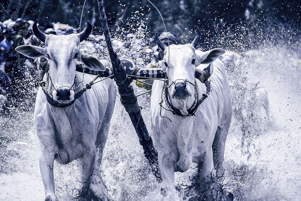 🐮 소띠