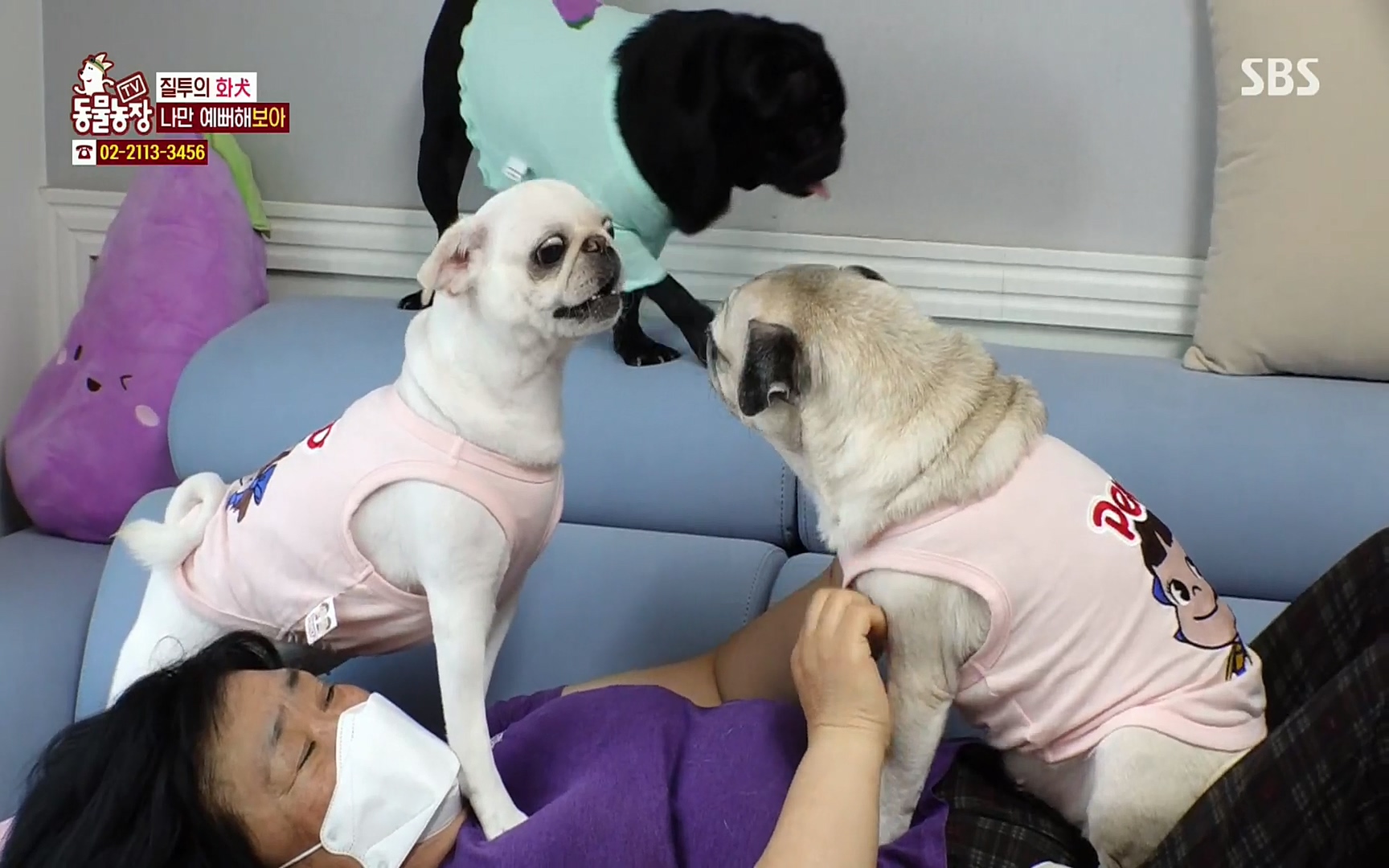 TV 동물농장.E1061.220320p.H264-F1RST.mp4_20220320_183553.119.jpg