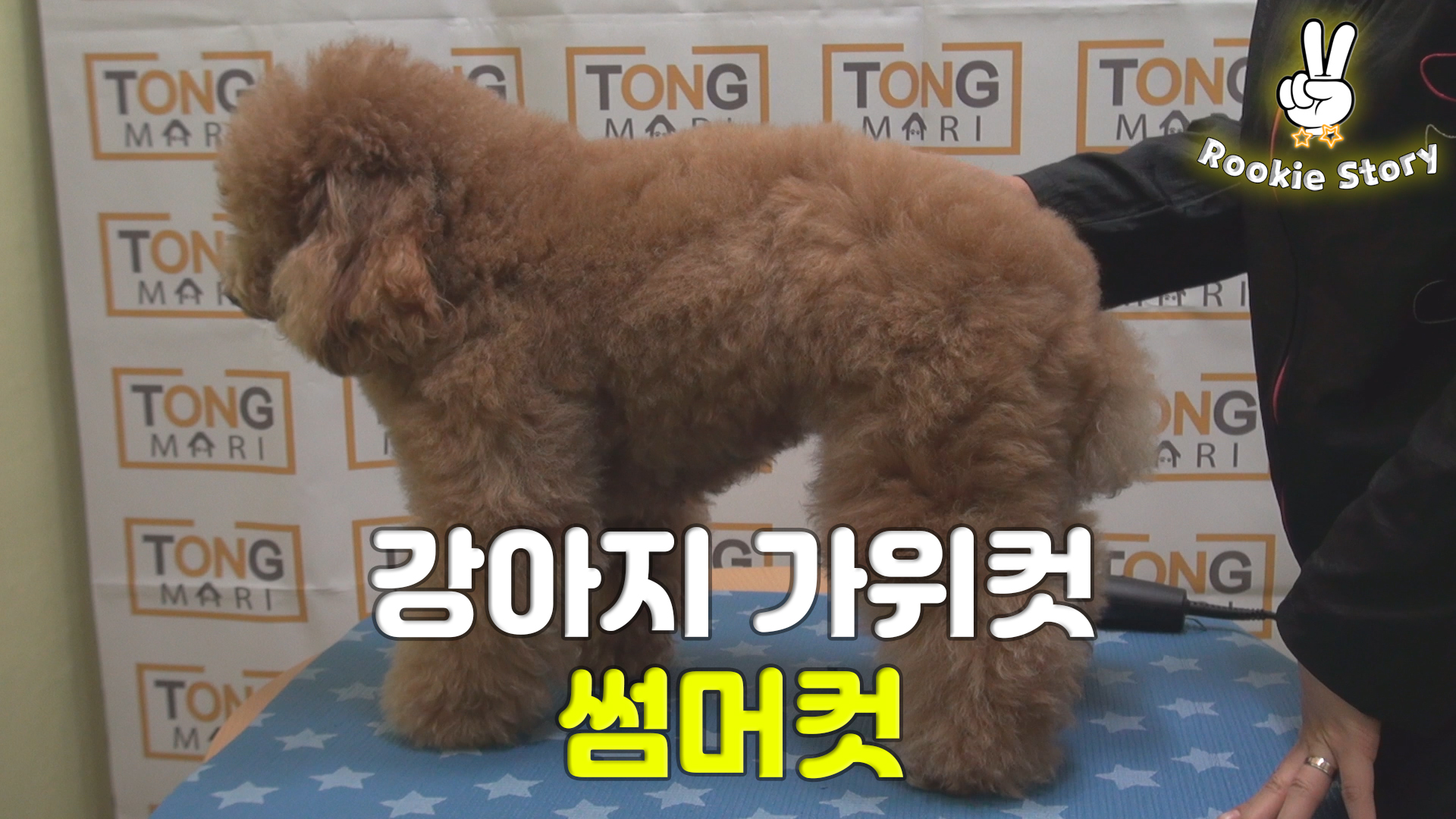  강아지 가위컷 썸머컷 스포팅 판타롱