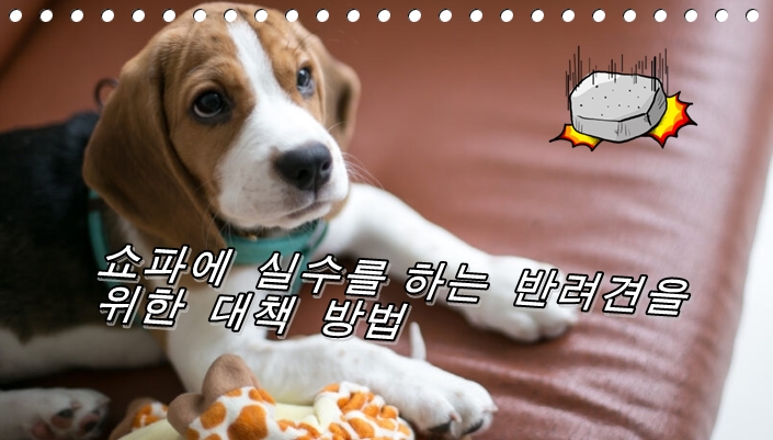  소파에 묻은 개 오줌 청소와 엉터리 대책 해설