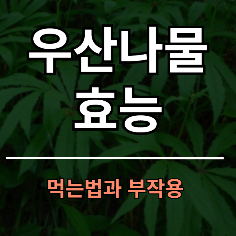 우산나물 효능 14가지와 먹는법 부작용은?