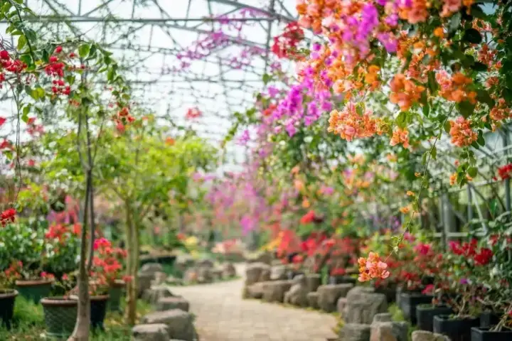 제주-한림공원-부겐빌레아-꽃축제
