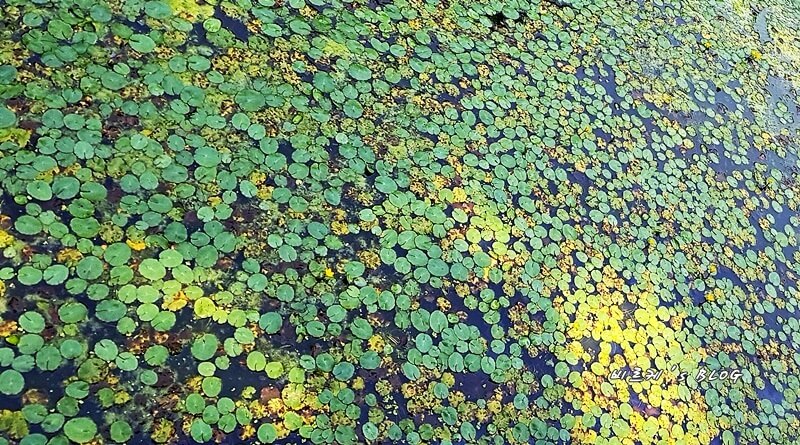 노랑어리연꽃이 핀 연못