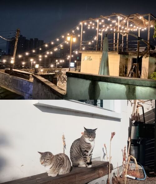루프탑-야경-사진과-카페의-고양이-사진