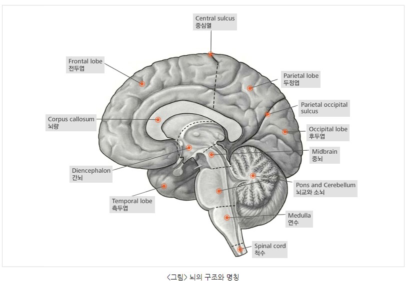 치매의 부분적 연결관계-뇌의구조