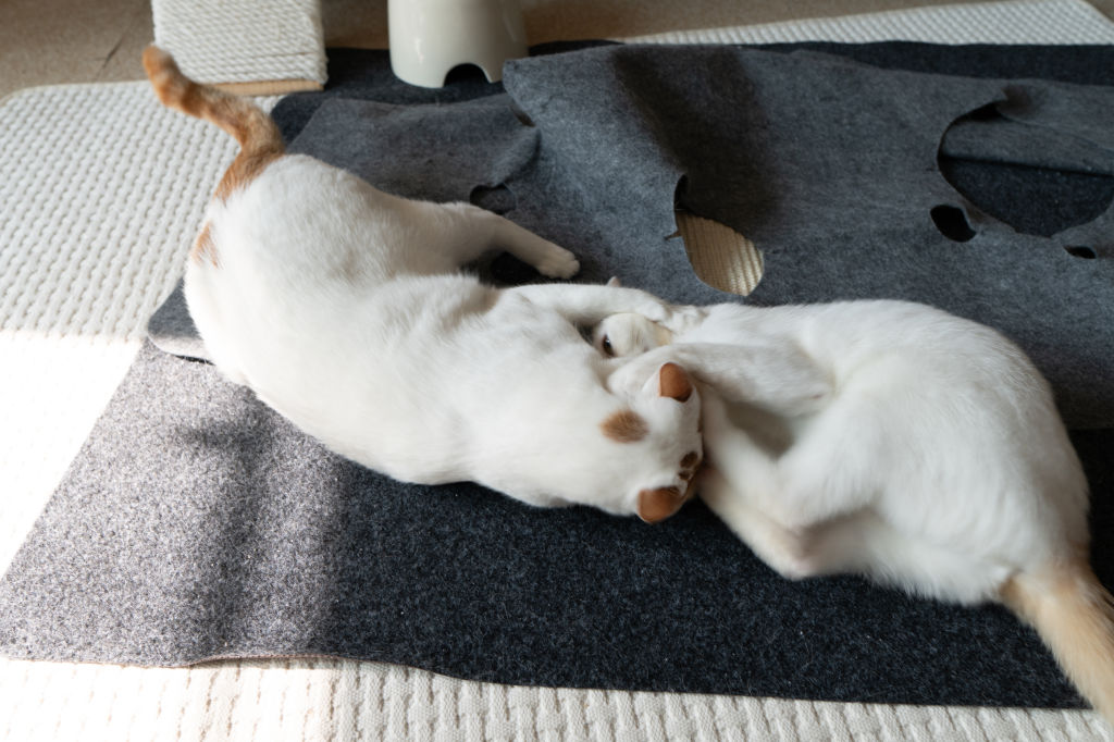 고양이 합사, 완료라는 것은 존재하지 않는다. 고양이 합사, 완료라는 것은 존재하지 않는다.