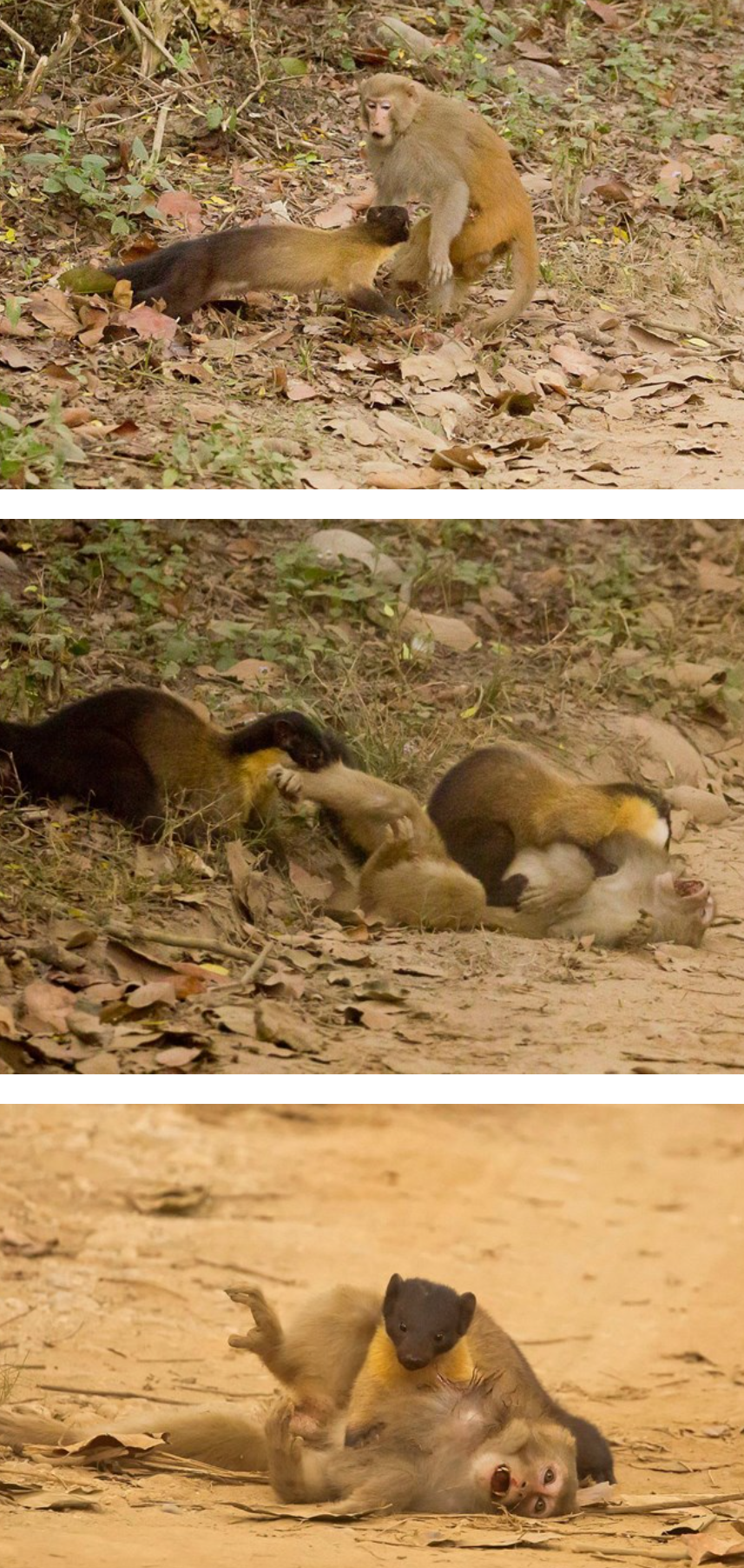 노란목도리 담비의 원숭이 사냥