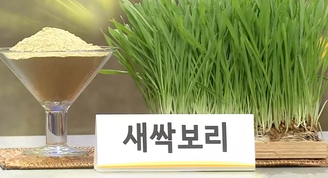  새싹보리효능 알고 제대로 먹기