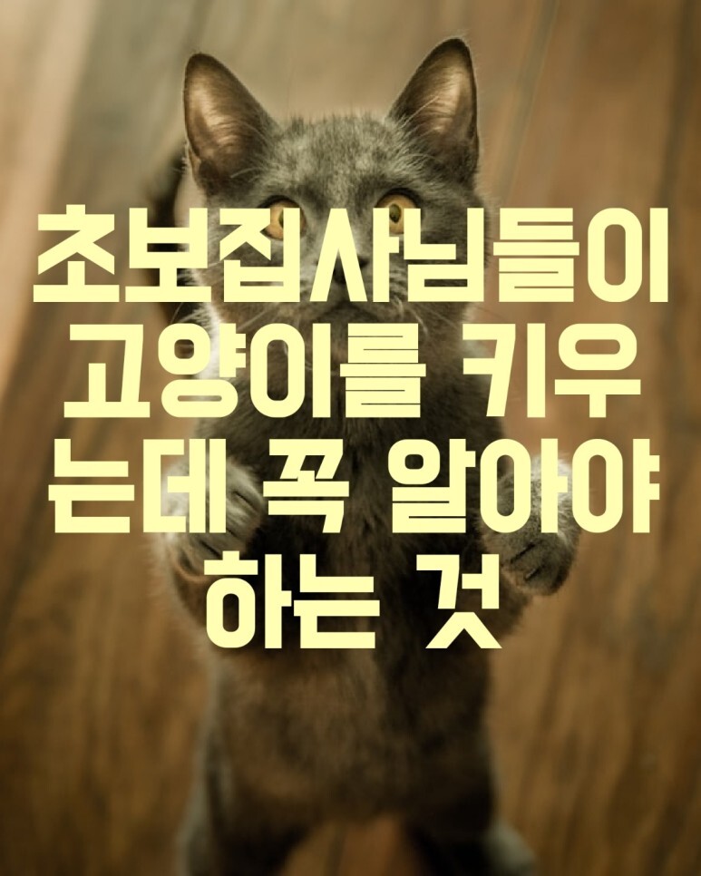 초보집사님들이 고양이를 키우는데 꼭 알아야 하는 것