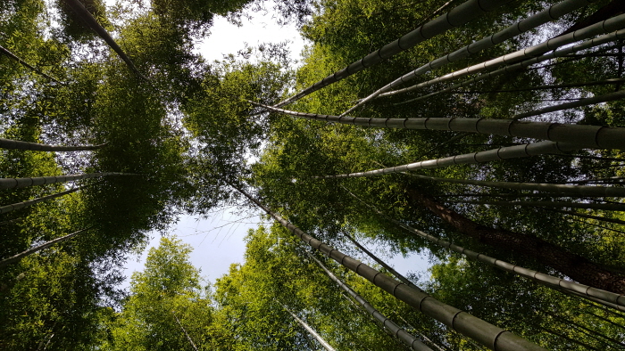  부산 추천 여행지 아홉산숲 - 영화, 드라마 촬영지에 다녀오다